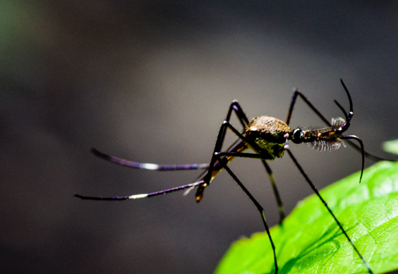 Zo houd je muggen en vliegen weg van je tuindiner 